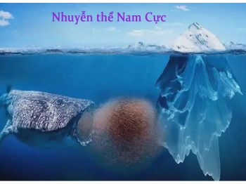    DẦU NHUYỄN THỂ NAM CỰC- DẦU THANH LỌC MÁU- QUÀ TẶNG CHO NGƯỜI BỆNH TIM Mạch